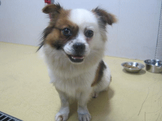 a0094336_9291223.gif