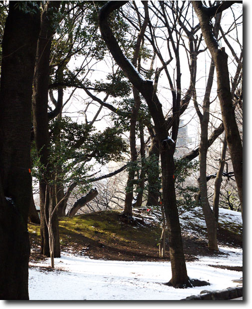 飛鳥山    (1月24日)_c0121841_11321437.jpg