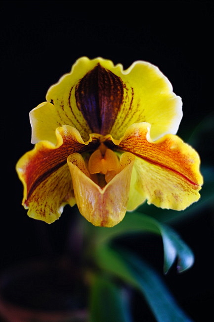 Paph.Lippe Wunder\'October Sunshine\'_b0135345_12141956.jpg