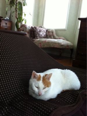 猫にコタツ_a0119753_14272468.jpg