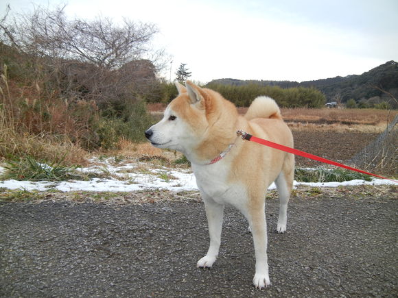 2012年1月25日(水)ネットサーフィンしていたよ~!_f0060461_13461281.jpg