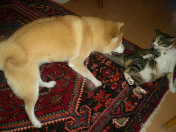 2012年1月25日(水)ネットサーフィンしていたよ~!_f0060461_142243100.jpg