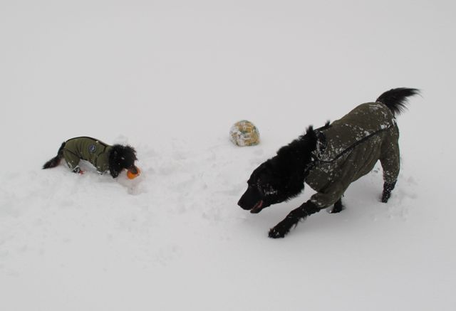 2012　富士の麓で雪遊び♪_c0134862_1894320.jpg