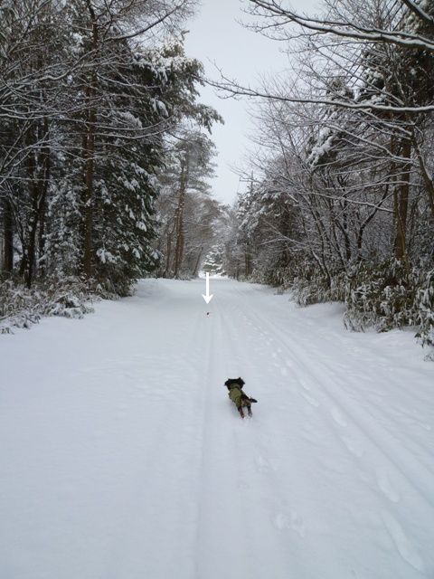 2012　雪の朝散歩　オリーブとふたり_c0134862_194283.jpg
