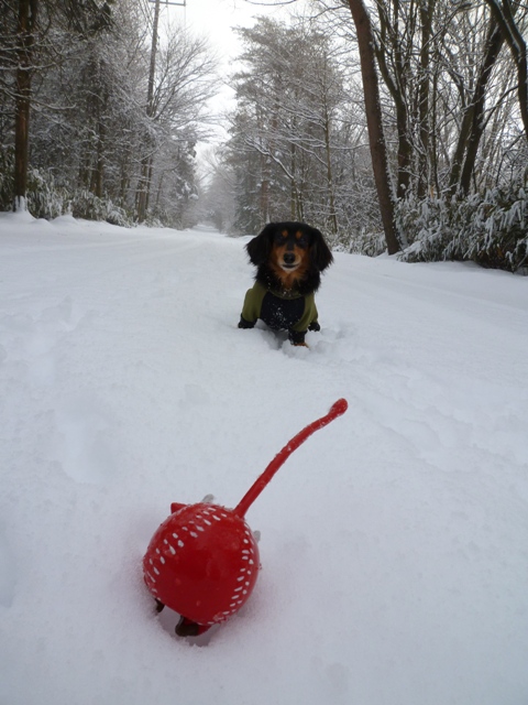 2012　雪の朝散歩　オリーブとふたり_c0134862_1943395.jpg