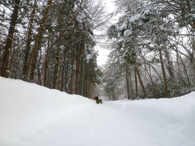 2012　雪の朝散歩　オリーブとふたり_c0134862_1952161.jpg