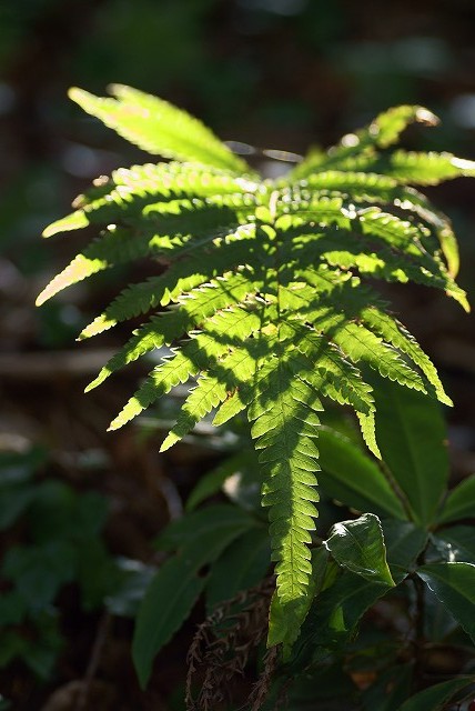 半田山植物園_b0198768_21103258.jpg