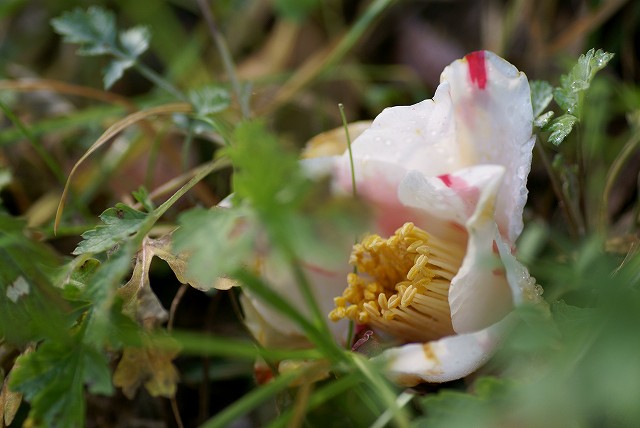 半田山植物園_b0198768_2112599.jpg