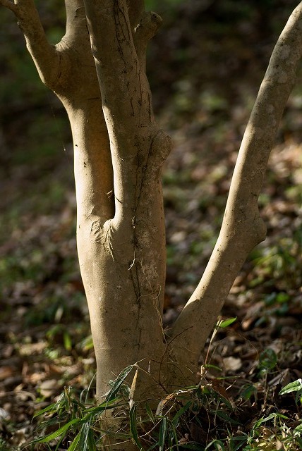 半田山植物園_b0198768_2114090.jpg