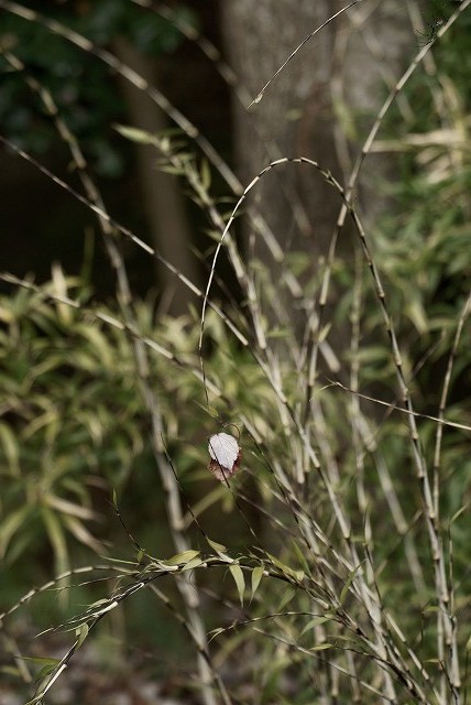 半田山植物園_b0198768_21153877.jpg