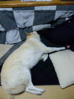 こたつの住人達_e0227168_1884660.jpg