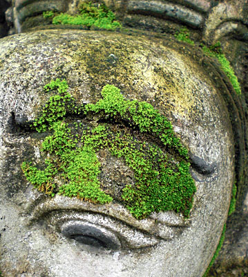 moss_b0195783_1649469.jpg