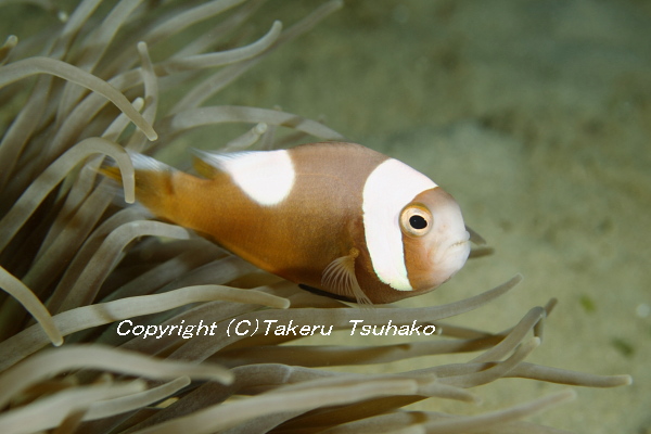 クマノミ a1_2311041900r.jpg