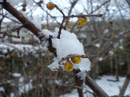 雪です。_f0115189_013581.jpg