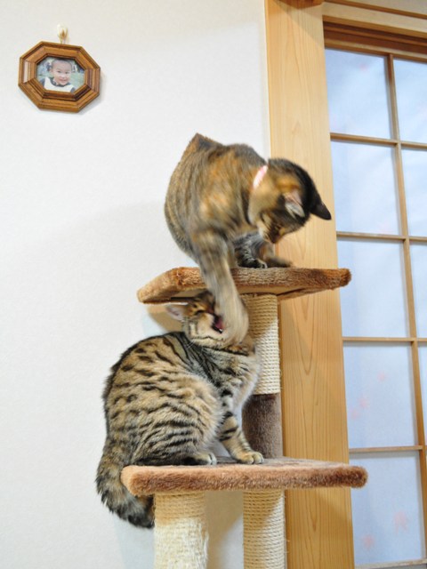 てっぺんは譲れない!_a0126590_23371091.jpg