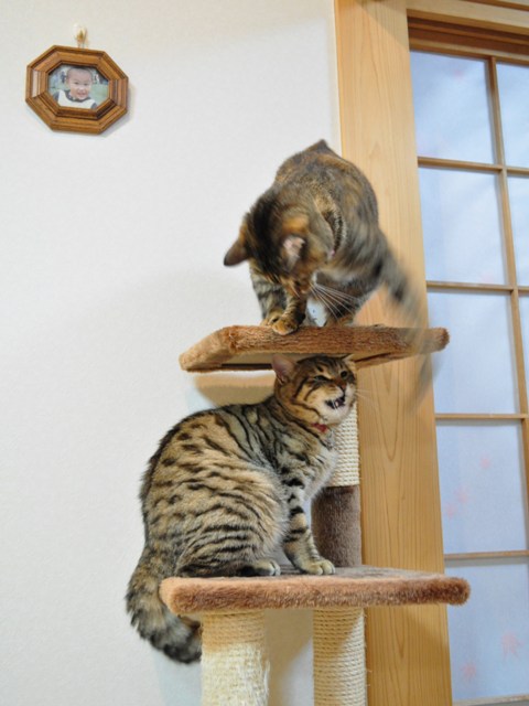 てっぺんは譲れない!_a0126590_2337183.jpg