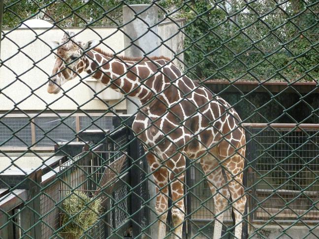 野毛山動物園2（？、キリン、シマウマ、ラクダ、バンビ、シカ）_c0219090_222005.jpg