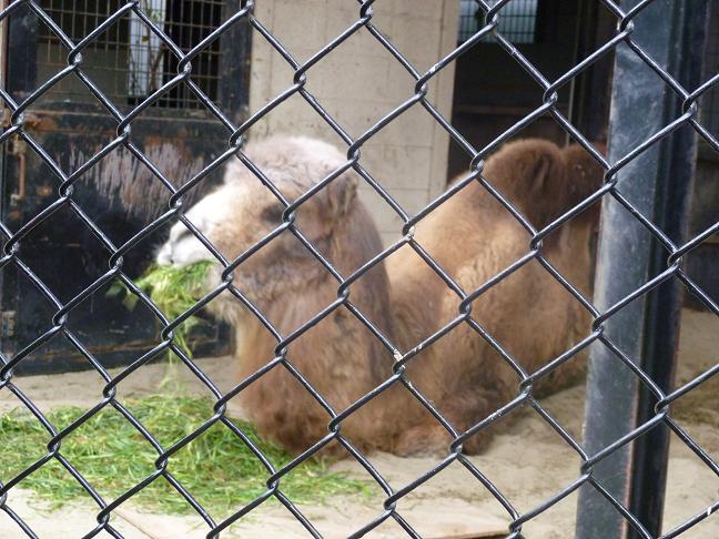 野毛山動物園2（？、キリン、シマウマ、ラクダ、バンビ、シカ）_c0219090_22242027.jpg