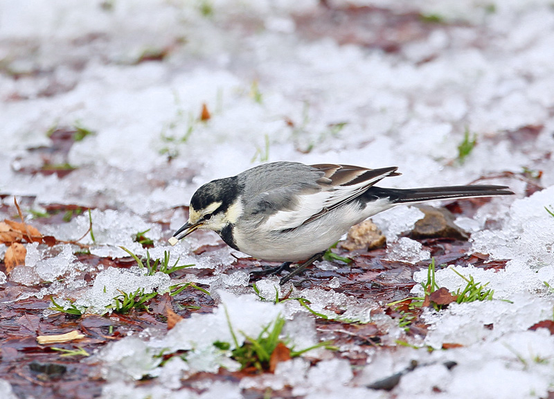 雪の上の野鳥たち♪_d0195897_14422692.jpg