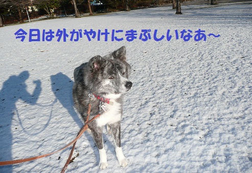 秋田犬だけど・・・_f0121712_14374728.jpg