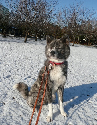 秋田犬だけど・・・_f0121712_14494285.jpg