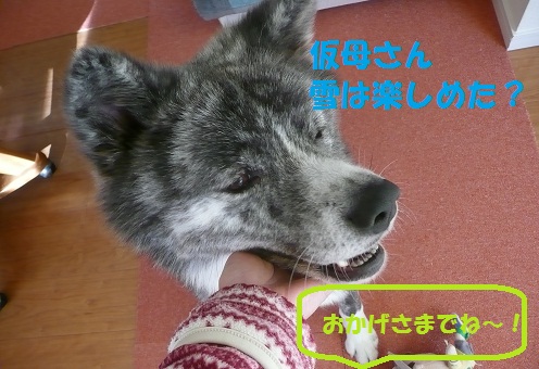 秋田犬だけど・・・_f0121712_15174366.jpg