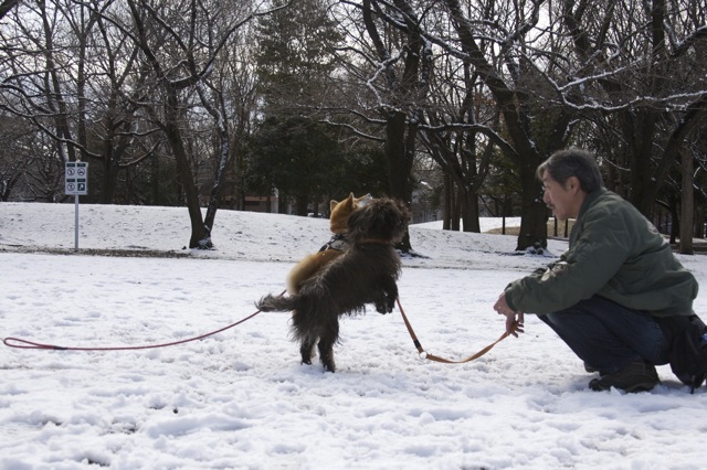 雪、積もりました♪---2012年バージョン_e0021328_0363595.jpg