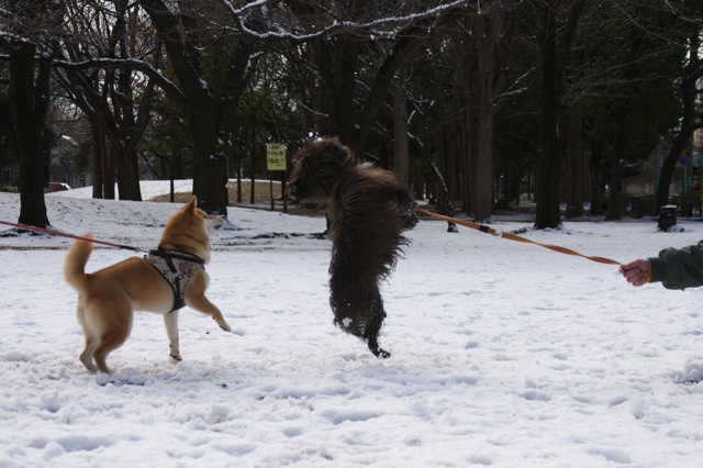 雪、積もりました♪---2012年バージョン_e0021328_036467.jpg