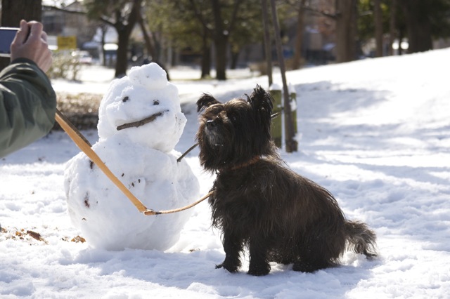 雪、積もりました♪---2012年バージョン_e0021328_0595113.jpg