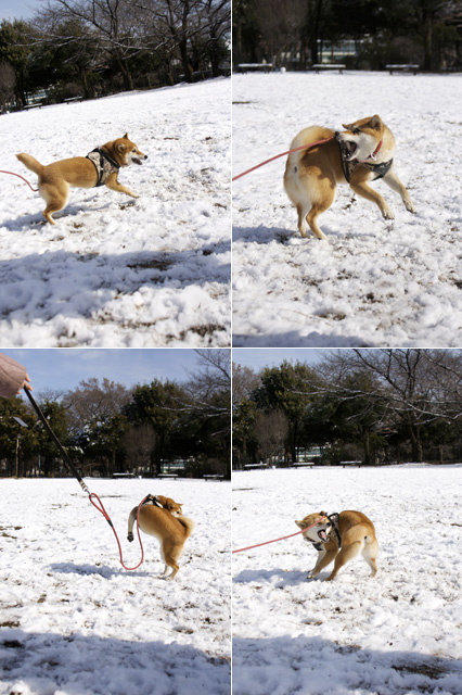 雪、積もりました♪---2012年バージョン_e0021328_22523927.jpg