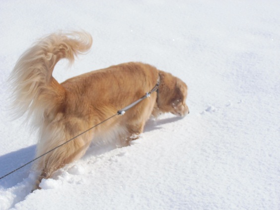 今シーズン初の大雪_f0114128_1856329.jpg