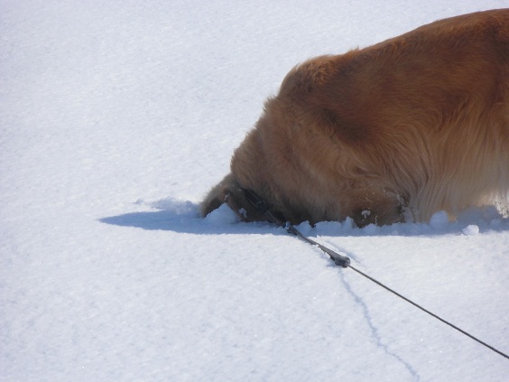 今シーズン初の大雪_f0114128_18582449.jpg