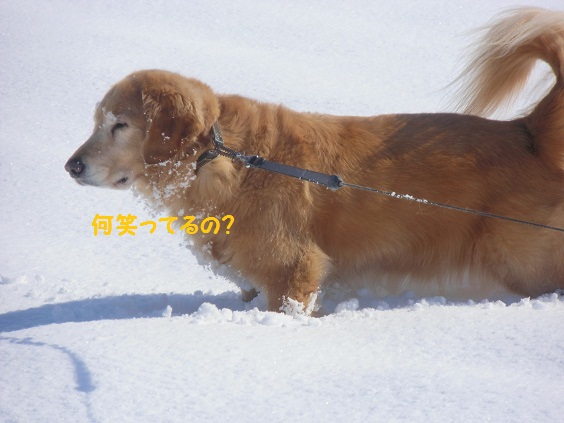 今シーズン初の大雪_f0114128_1903265.jpg