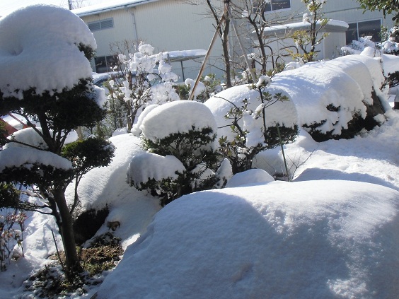 今シーズン初の大雪_f0114128_192518.jpg