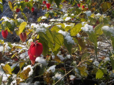 雪がちらちら_a0054240_1929977.jpg