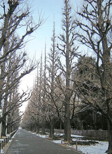1月26日 東京散歩2012 神宮外苑_a0001354_2321316.gif