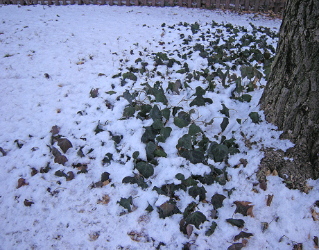 1月26日 東京散歩2012 神宮外苑_a0001354_23617.gif
