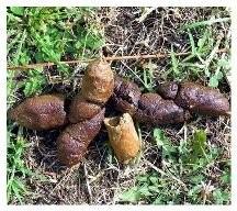 Doggie\'s poop_c0157558_2357524.jpg