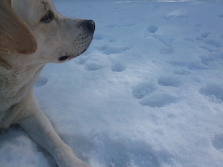 with snow   犬がくれたシアワセなひととき♪_a0165160_5262794.jpg