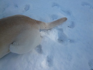 with snow   犬がくれたシアワセなひととき♪_a0165160_526371.jpg