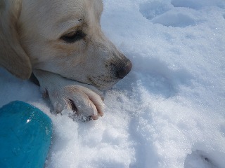 with snow   犬がくれたシアワセなひととき♪_a0165160_5503893.jpg