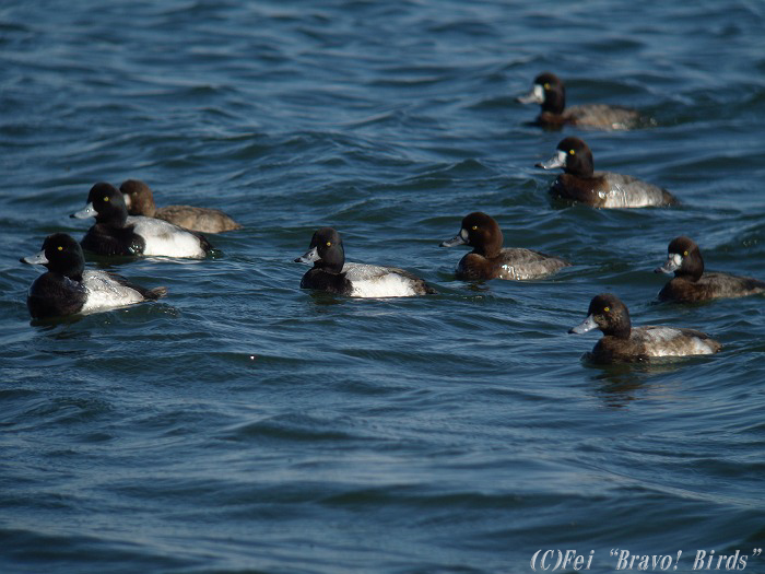 スズガモ　　Greater Scaup/ Aythya marila_b0069564_21391945.jpg