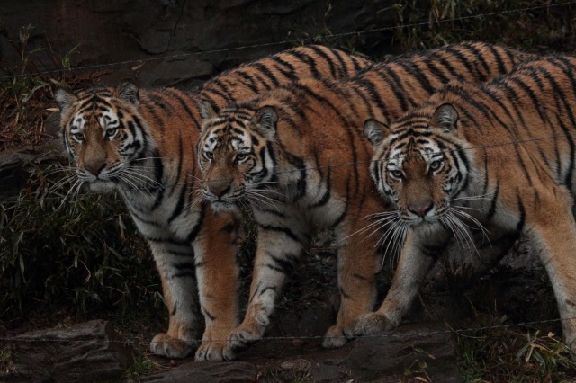a0188771_7451432.jpg