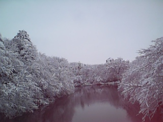 すっかり雪景色_a0024178_1318261.jpg