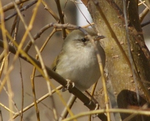 大池の鳥　　　ウグイス_e0197884_23249.jpg