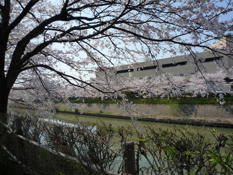 桜_a0259085_11154019.jpg