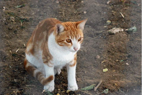 f0053297_12481684.gif