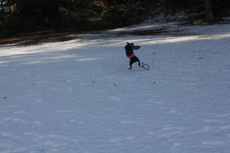 雪にも　負けず！_f0186509_2231514.jpg