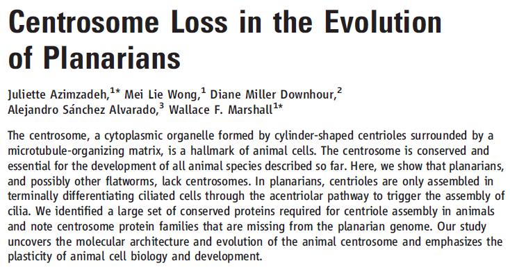 プラナリアには中心体がない_c0025115_20125297.jpg
