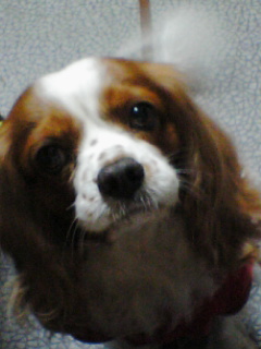 a0135924_0311895.jpg